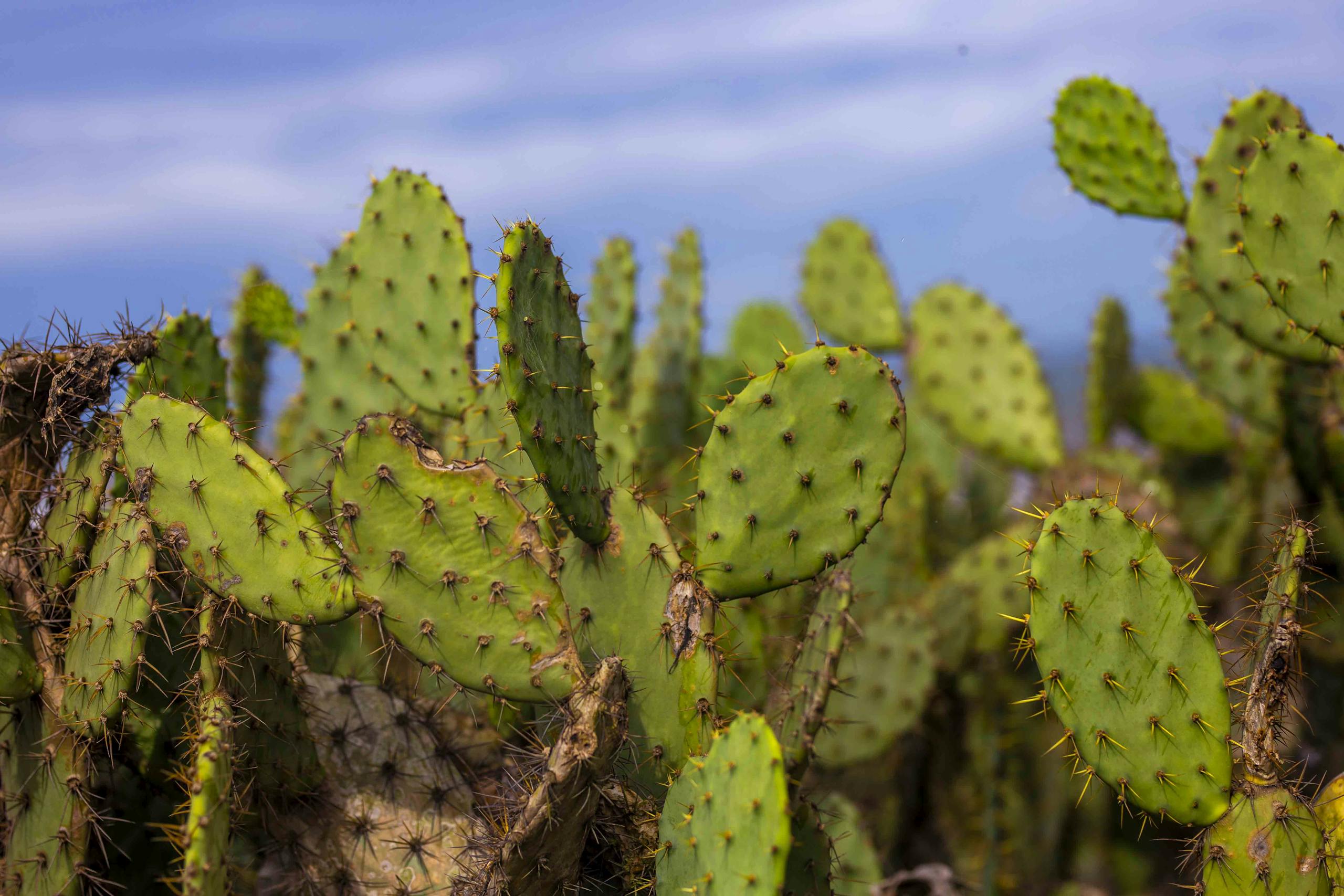 Close-up of green prickly pear cacti under a clear blue sky, showcasing natural textures.